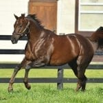 Jockey Toledo returns to action
