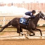 Annual Totally Thoroughbred show to take place July 7