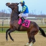 Equine Injury Database shows slight rise in fatality rate