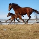 Laurel Park cancels Thursday card