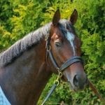 Preakness profiles: Tenfold