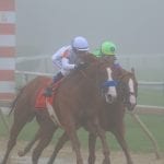 Black-Eyed Susan day in pictures