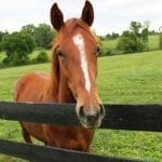 Chris Griffin named new Parx announcer