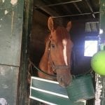 Timonium: Five wins and a change of venue for Erin Walker