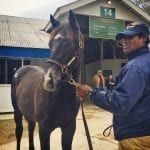 Breeders’ Cup: A big gamble on Horologist