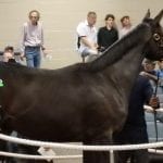 Jockey Club: Foal crop declines 2 percent