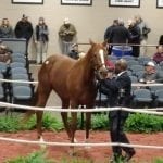 Fasig-Tipton Mixed: Top line numbers dip, but with key bright spots
