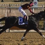 First Irish War Cry foal arrives