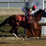 NJ-bred Regally Irish takes Bridgetown, eyes Jimmy Murphy as possible next start