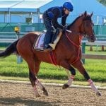 Preakness Profiles: Signalman
