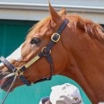 Preakness Profiles: Bodexpress