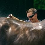 Maximum Security heads final 3yo NTRA Top Thoroughbred Poll