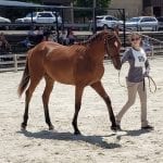 Horsemen’s groups call for greater due process