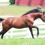 Barn fire, Monmouth Oaks, Big T: The week in social media