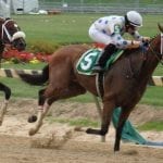 Jockey Club considering reduction in stallion book size