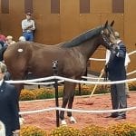 Midnight Bisou closes gap on Bricks and Mortar in NTRA Top Thoroughbred Poll