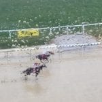 Joe seeking path to Preakness