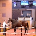 Fasig-Tipton yearling sale: average up, gross sales flat