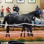 Off to the Races radio set for Saturday return
