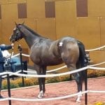Runco seeking hat trick on CT Classic undercard
