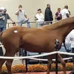 For some, Virginia Derby a homecoming of sorts