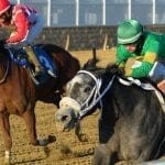 Upcoming sale, new stallions: The week in social media