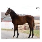 Delaware commission speeds up Pecoraro shockwave appeal