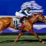 Hoppertunity sires first foal