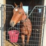 Bill introduced to fund Pimlico, Laurel revamps