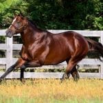 The autumn of King Leatherbury