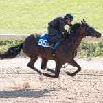 Fasig-Tipton: 2yo sale surpasses $23 million