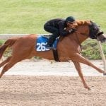 Rombauer spells relief in Preakness victory