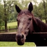 American Sailor cruises to Laurel allowance win