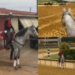 Delacour has solid pair for Obeah