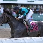 Report of mares bred due August 1