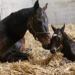From the Spa: July 31 Midlantic-breds in Saratoga stakes