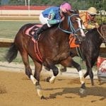 Thoroughbred Makeover canceled for 2020