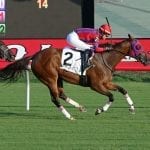 Midlantic-breds drive yearling sale market