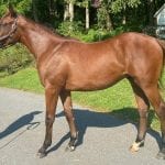 November owner conference to be virtual