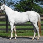 Happy Saver jumps in NTRA Top Thoroughbred Poll