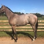 Jockey Club adds five new members