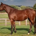 Swiss Skydiver climbing in NTRA Top Thoroughbred Poll
