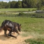 Preakness Profile: Mr. Big News
