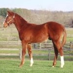 Fasig-Tipton Mixed offering “quality opportunities”