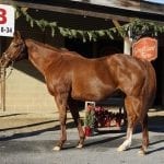 Fasig-Tipton Mixed sale by the numbers