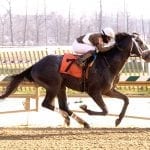 Laurel Park highlighted in Stronach 5