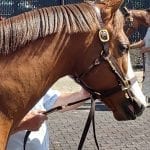 Sosua fights back in Pimlico feature