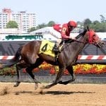 Big field set to contest Obeah Stakes