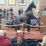 Fasig-Tipton: Pinhooked Mendelssohn colt tops