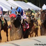 Intrepid Daydream named Maryland-bred Horse of the Year